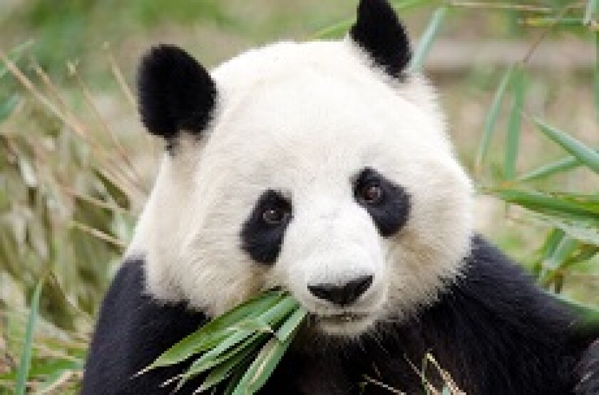 Panda eating bamboo shoots from Adobe 230x150