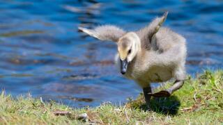 A closeup of a young baby Canada Goose trying unsuccessfully to fly. He is on grass, and blue water is in the background.