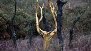 Golden tree / Paimpont