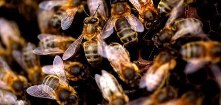 Busy bees in hive / close up of honey bees