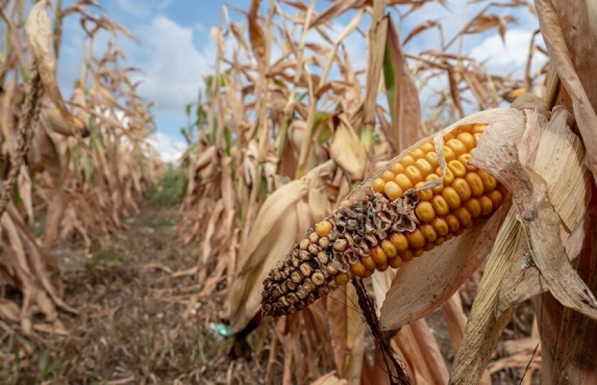 Drought field crop failure food from Adobe 18Aug20 575x375