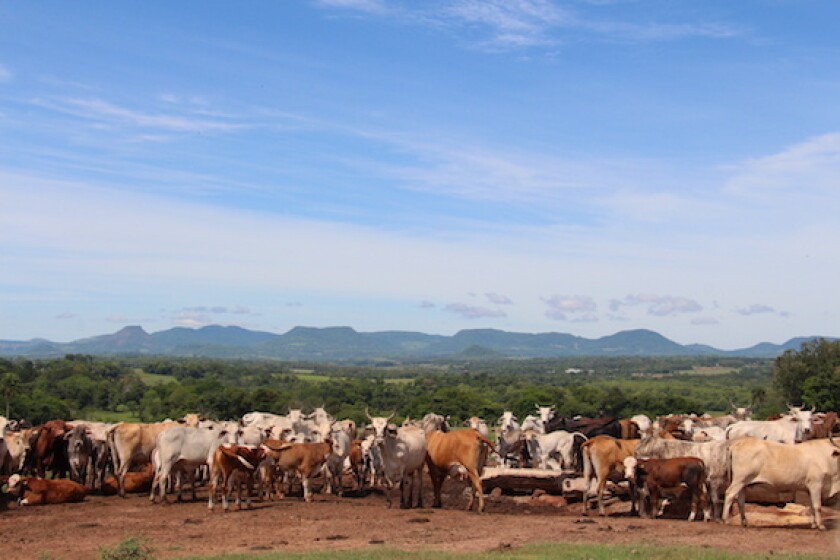 Paraguay, cows, beef, protein, meatpacker, Frigorifico Concepcion, Fricon, Latam, 575