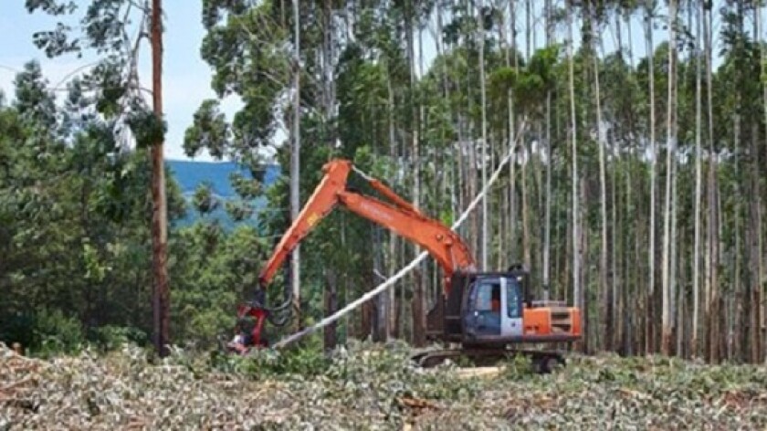 Mondi tree harvesting forestry from co media gallery 575x375