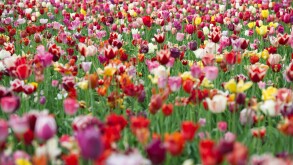 Colorful tulip field, Dreisamtal valley, Black Forest mountain range, Baden-Wuerttemberg
