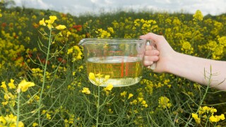 Jug of vegetable oil in field of oilseed