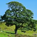 Oak tree in a field.