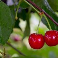 Sour Cherry or Morello Cherry (Prunus cerasus), Obersoellbach, Hohenlohe, Baden-Wuerttemberg