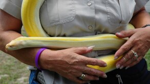 Woman holds pet albino Burmese python at festival in North Florida.. Image shot 2006. Exact date unknown.