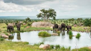 Elephants at watering hole, Serengeti Tanzania