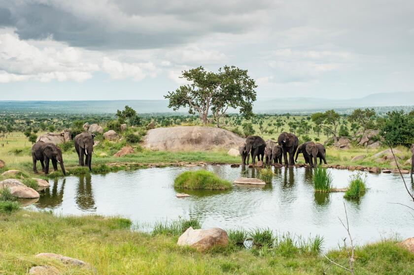 Elephants at watering hole, Serengeti Tanzania