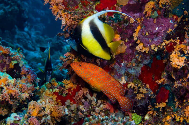 Maldives, underwater sea life and fish, grouper, tropical reef, coral reef, deep, scuba, diving, ocean, sea,