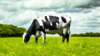 Cow fotolia
