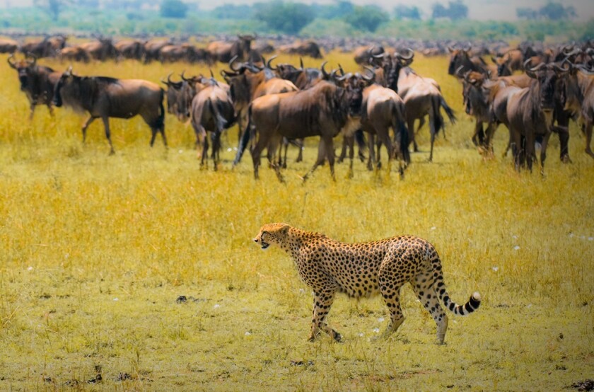 Cheetah hunting from Alamy 6Mar25 575x375.jpg