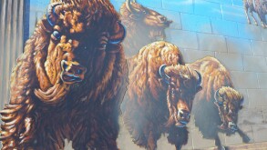 Buffalo stampede by Alex Pavlenko in Lethbridge Alberta