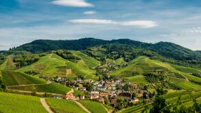 Vineyards, Durbach, Ortenau, Black Forest, Baden-Wuerttemberg, Germany