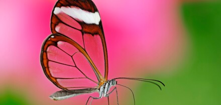 Glasswing Butterfly / (Greta oto) / Glasswinged Butterfly, side
