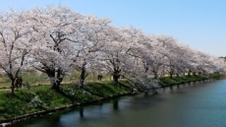 Japan_cherry_blossom_230px