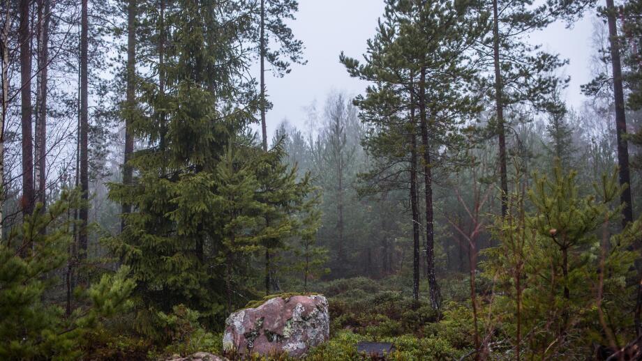 Scandinavian forest in autumn.