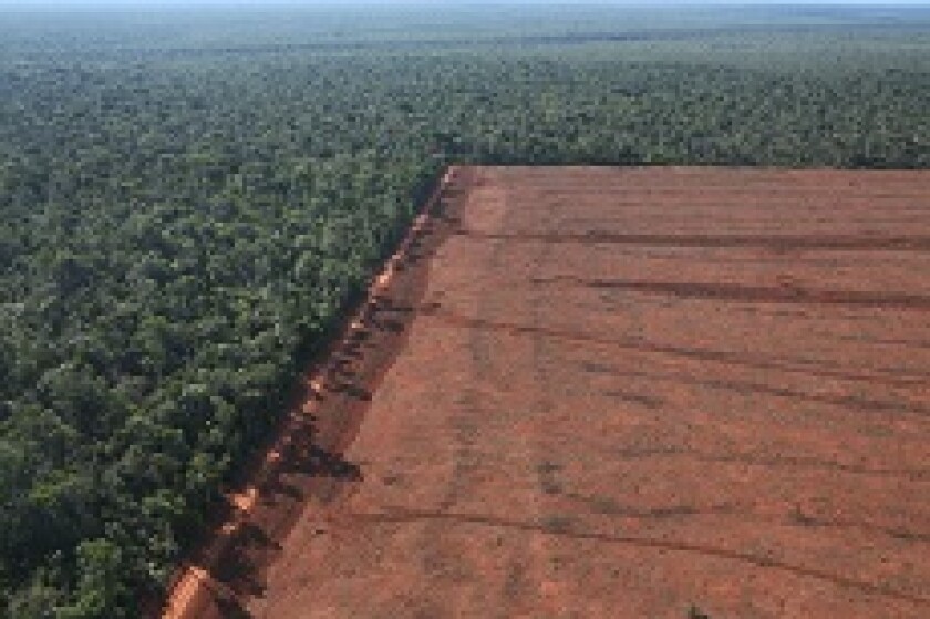 Amazon rainforest destruction farming from PA 230x150