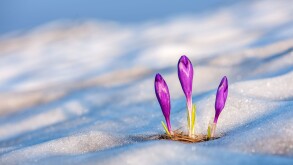 spring flower crocus close up