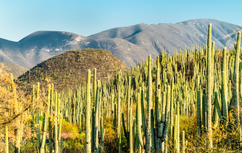 Mexico, green bond, cactus, nature, SDG bond, Tehuacan-Cuicatlan, LatAm