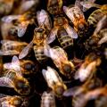 Busy bees in hive / close up of honey bees