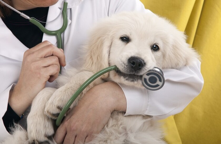 puppy_vet_adobe_575x375