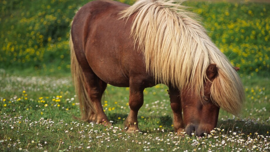 Shetland pony. Shetland, Scotland, UK
