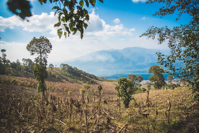 sugar cane, field, mountains, Guatemala, LatAm, 575, IMSA, Ingenio Magdalena