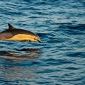 This common dolphin, Delphinus delphis, was one in a school of over 1000 in the Pacific, off Mexico.