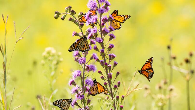 Monarch Butterflies