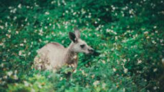 greenkangaroo_fotolia_230x150
