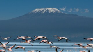 Kilimanjaro Tanzania Fotolia 230x150