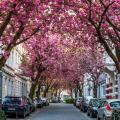 BONN, GERMANY - APRIL 21, 2018: Breitestrasse or Cherry Blossom Avenue during peak of sakura blossom in April