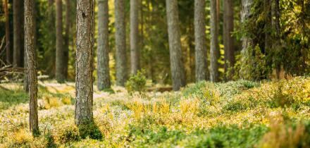 Pine Trees Trunks. Woods In Coniferous Forest. Autumn Pinewood, Evergreen Pines