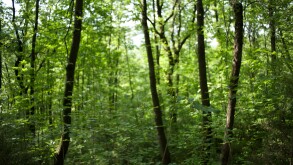 Vivid Green trees in spring forest in sunlight