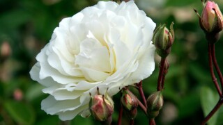 Hybrid musk rose Prosperity