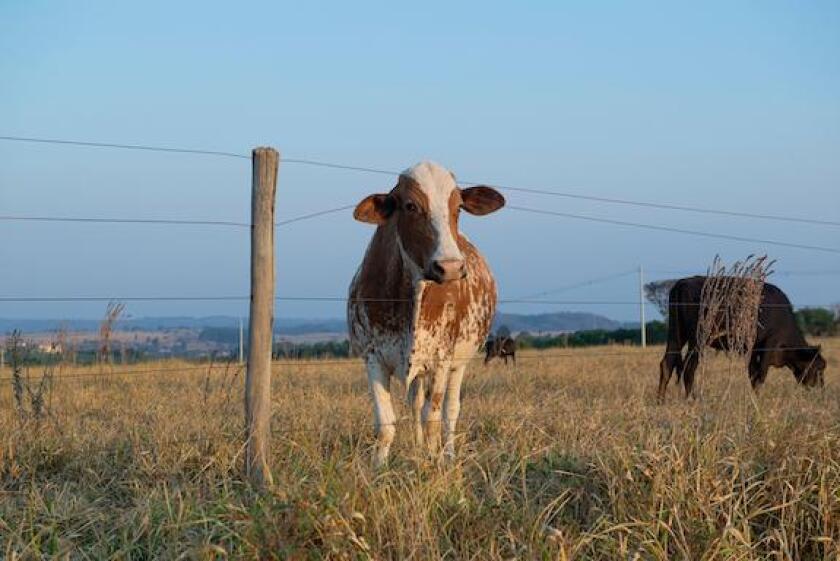 Dutch cow, Holstein Friesian, Brazil, LatAm, protein, 575