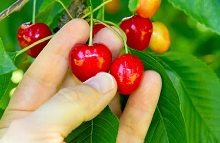 Cherry_picking_Fotolia_230x150