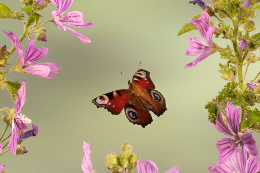 Peacock Butterfly Inachis io In flight free flying High Speed Photographic Technique
