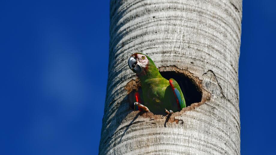 Chestnut-fronted macaw (Ara severus) nesting in a palm tree. Native Bird of South America