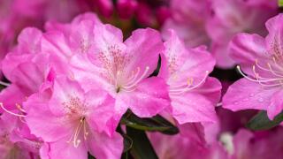 Azalea flowers in bloom