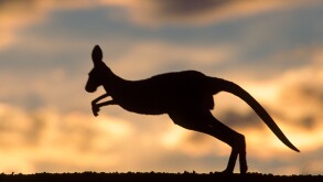 Eastern Grey Kangaroo (Macropus giganteus) in the sunset, Mungo National Park, New South Wales, Australia