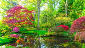 japanese garden in The Hague