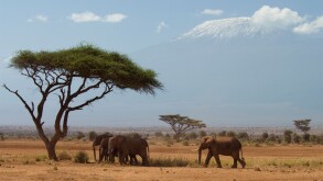 Africa, Kenya, Amboseli-Elephants walking in plains with Mt. Kilimanjaro in background
