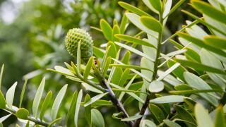 Kauri New Zealand_alamy_4Aug22