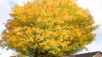 Golden top crown of an ancient Caucasian Elm tree in a private garden in Bromham Wiltshire England UK