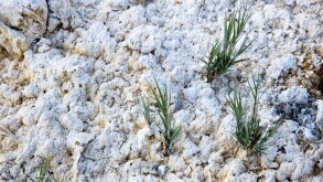 Soda Ash natural deposit consuming plants.. Image shot 06/2008. Exact date unknown.