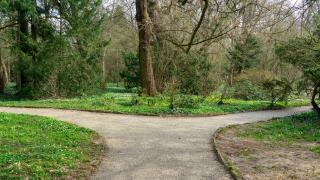 two paths in the nature decision concept in Sarvar arboretum early spring time with wild flowers .