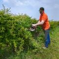 Man trimming hedge with gasoline-powered hedge trimmer